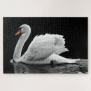 Zoek naar zwarte zwaan puzzels Foto