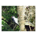 Recherche de forêt rouge posters Oiseau