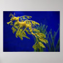 Recherche de profondeurs posters Corail