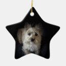 Zoek naar cairn terrier ornamenten Hondenliefhebber
