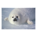 Recherche de le groenland posters Neige