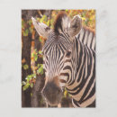 Zoek naar wildlife posters briefkaarten Zebra