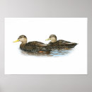 Recherche de duckies posters Canards