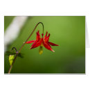 Recherche de colombine cartes postales Rouge