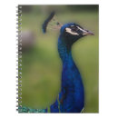 Zoek naar peacock notitieboeken Mooi