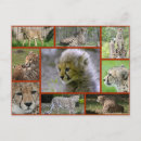 Recherche de gros chat invitations Animal