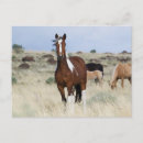 Recherche de steen cartes postales Cheval