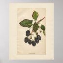 Recherche de blackberry art Botanique
