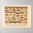 Zoek naar larven posters Trapezium