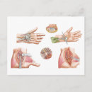 Recherche de vaisseaux sanguins cartes postales Illustration