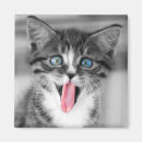 Recherche de aux yeux bleus magnets Photographie