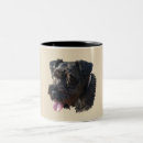 Recherche de mini schnauzer Animaux familiers