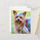 Recherche de visage de chien cartes postales Terrier