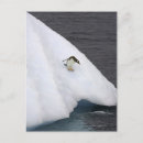 Recherche de pingouin mignon cartes postales Manchot