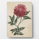 Recherche de pivoine plaques Botanique