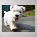 Zoek naar oude vrouw posters Hond