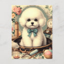 Recherche de bichon cartes postales Chien