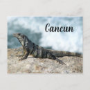 Recherche de reptiles cartes postales Lézard