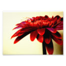 Recherche de gerbera rouge posters Pétales
