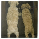 Zoek naar nieuwsgierig tegels Hond