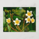 Zoek naar frangipani briefkaarten Plumeria