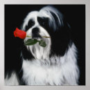 Zoek naar tzu posters Puppy