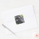 Recherche de gorille de montagne autocollants Gorille des montagnes