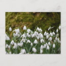 Recherche de snowdrops cartes postales Chute de neige