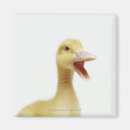 Recherche de poussin magnets Animaux