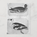 Recherche de pisanello cartes postales Profil