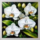 Recherche de orchidées blanches art Élégant