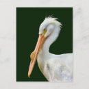 Zoek naar pelican briefkaarten Vogels