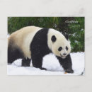 Recherche de panda photographie Chine