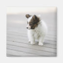 Recherche de papillon de bébé maison deco Nature