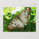 Recherche de papillon tropical cartes postales Pour tous
