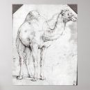 Recherche de camel posters Animal