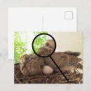 Recherche de poussin cartes postales Nid