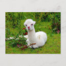Recherche de alpaga blanc cartes postales Animal