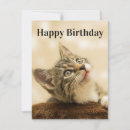 Recherche de de chaton noël cartes Animal de compagnie