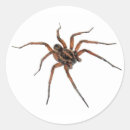 Recherche de araignées autocollants Arachnide