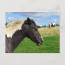 Recherche de noir de cheval blanc cartes postales Ferme