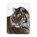 Recherche de panthera magnets Dehors