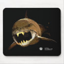 Recherche de fossile tapis souris Préhistorique