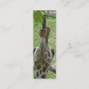 Recherche de langue photographie Animal