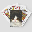 Recherche de chaton blanc jeux de cartes Noir