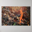 Recherche de salamander posters Orange