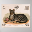 Recherche de felix le chat posters Chats