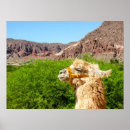 Zoek naar salta posters Fotografie