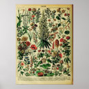 Recherche de adolphe millot posters Fleurs