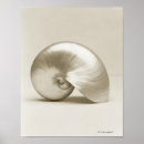 Recherche de créatures de mer posters Coquille